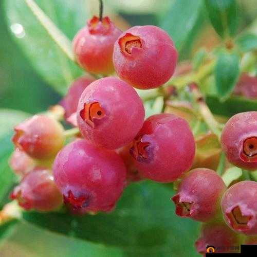 粉色～你 tm 别 了蓝莓：被误解的水果