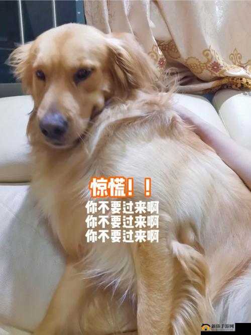 婆婆与我的狗老公相处之道