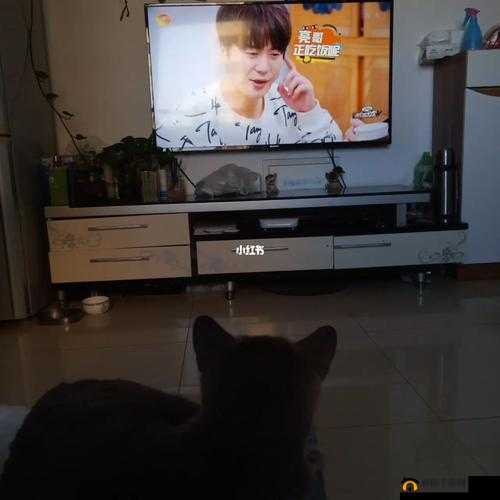 半夜适合偷偷看电视吗？——这样是否可行