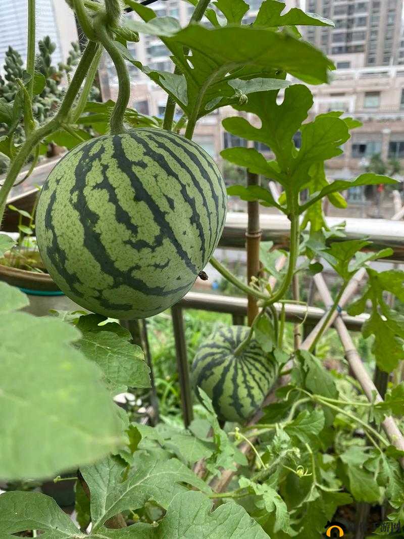 51 今日大瓜-热门大瓜究竟为何