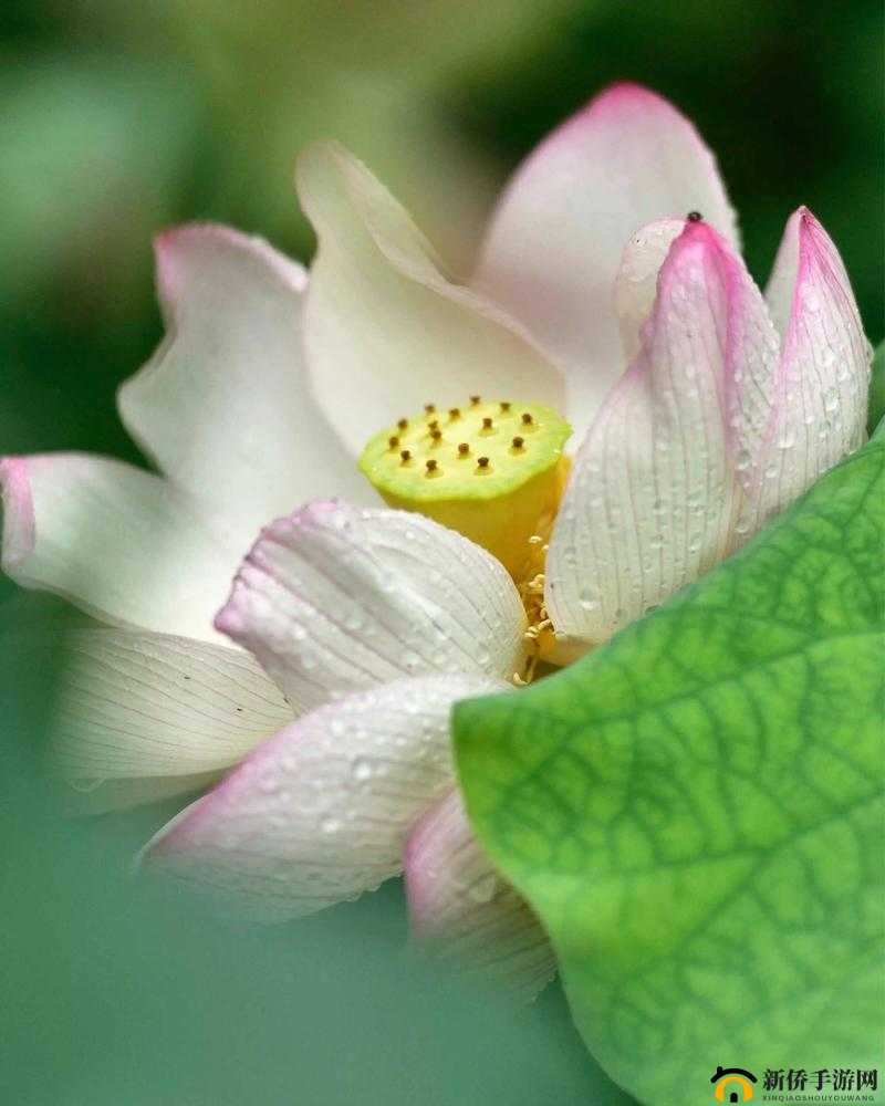 羞羞答答.m3u8：独特的文件名称