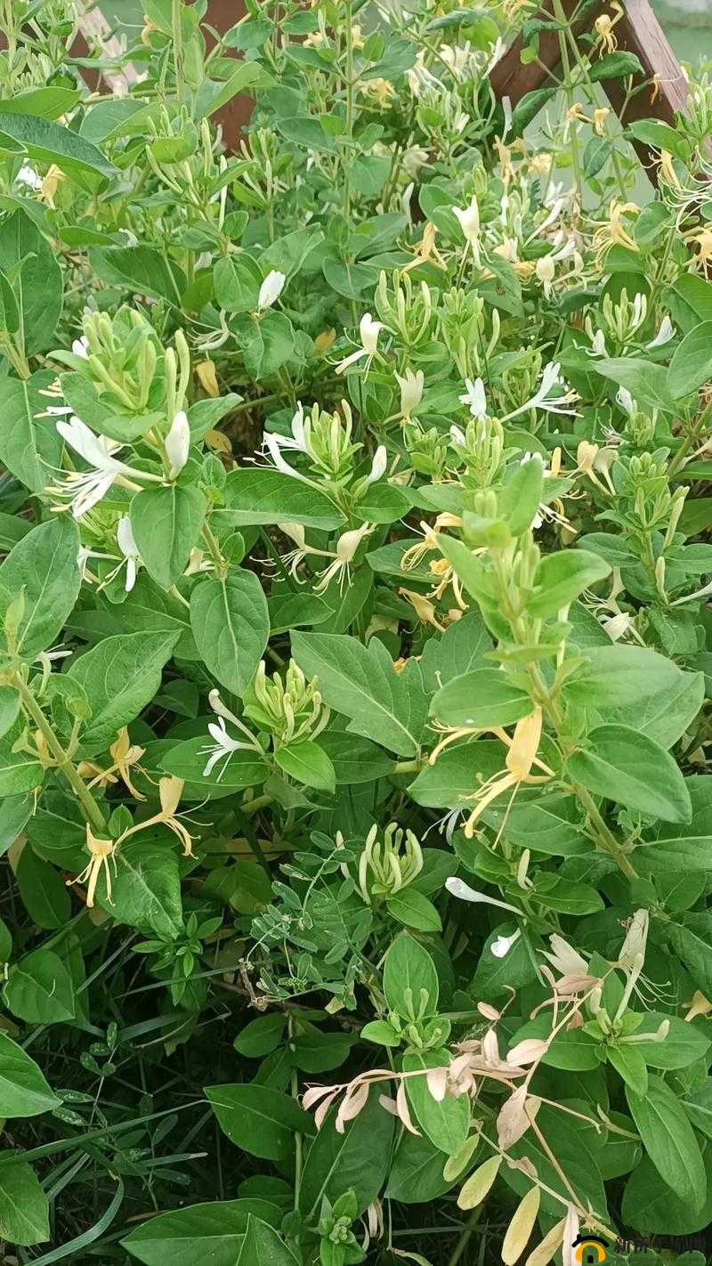 多肉小镇金银花的独特魅力