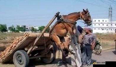 人马畜禽相关行业发展探索