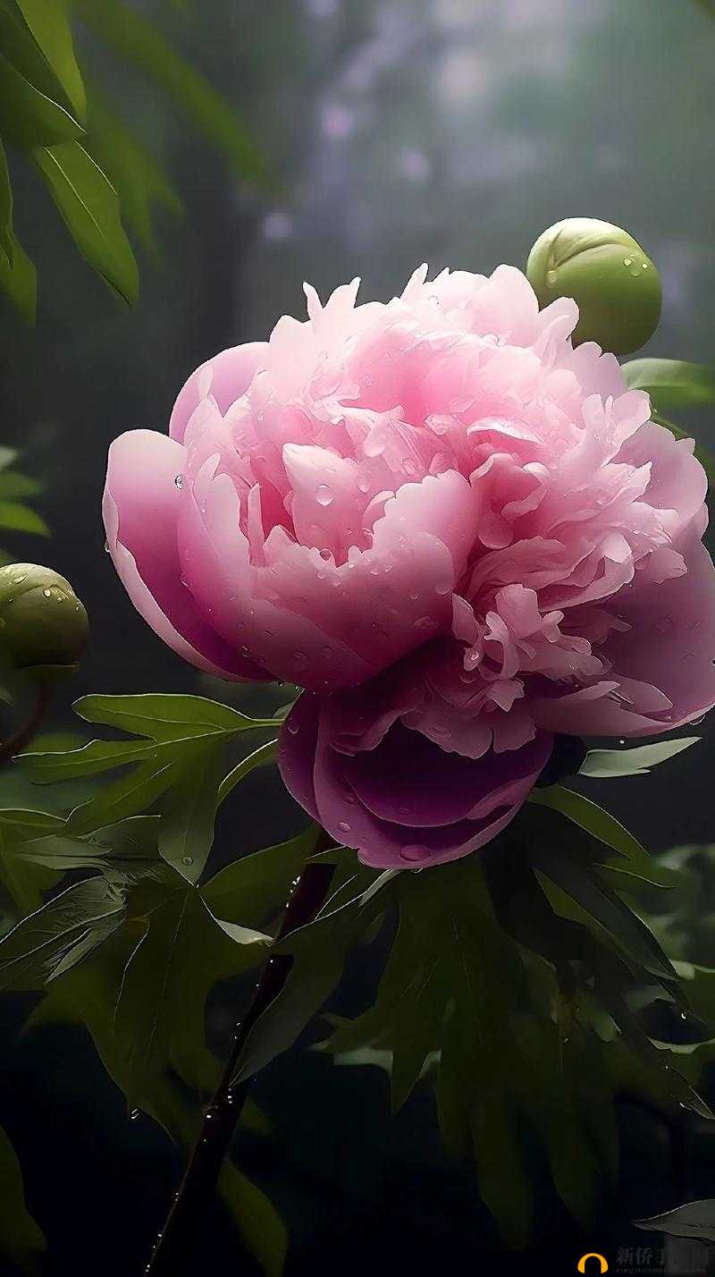 亭亭玉立的荷花国色天香的牡丹：花中双娇