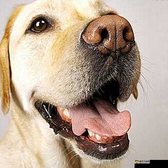 伸舌头快速喘气的奇特模样