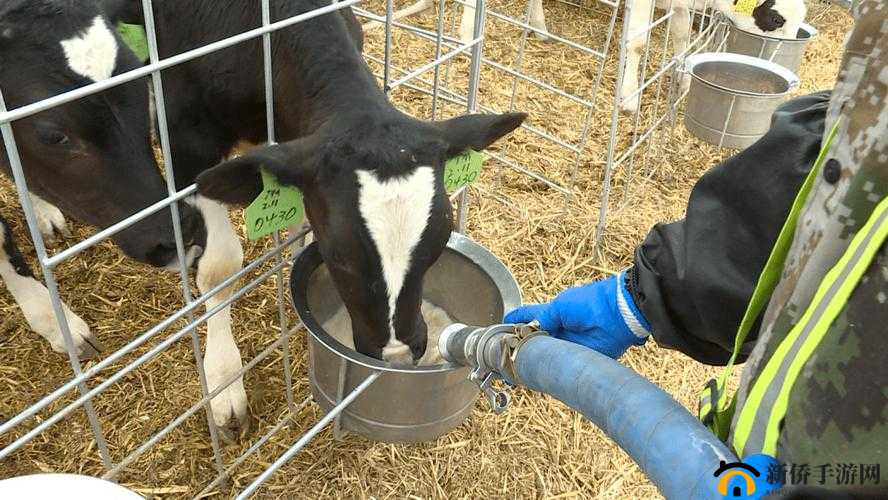 套阴茎奶牛服截肢产奶：残忍行为引发争议