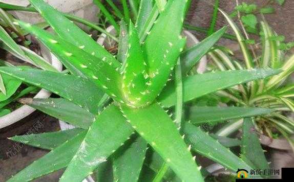 龙爪究竟属于何种神奇且强大的装备呢