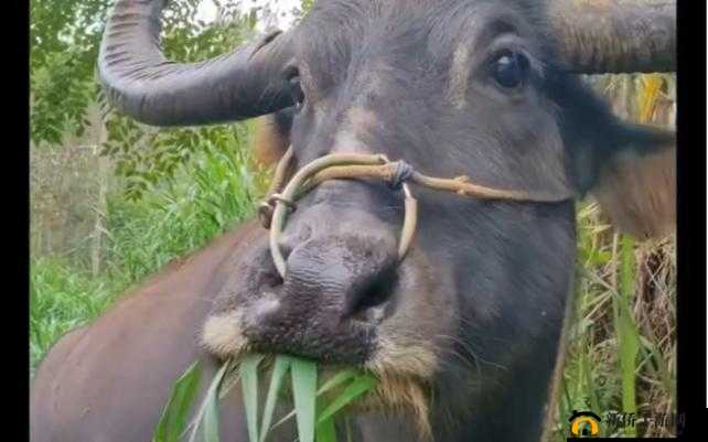 老牛嫩草一二三：产品区别不一样的快感