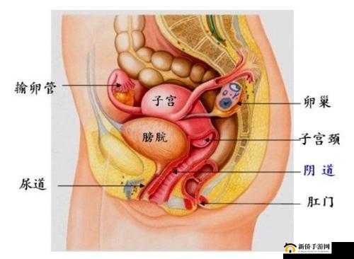 日本无码私密按摩精油：专业呵护，尽享私密时光
