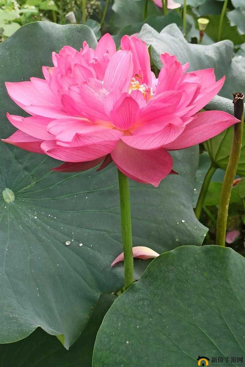 荷花 1777.TV KNOW：绽放的魅力之荷