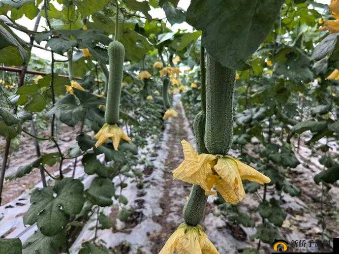 草莓视频无限看丝瓜视频丝瓜视在线观看视频：无尽视觉盛宴等你来