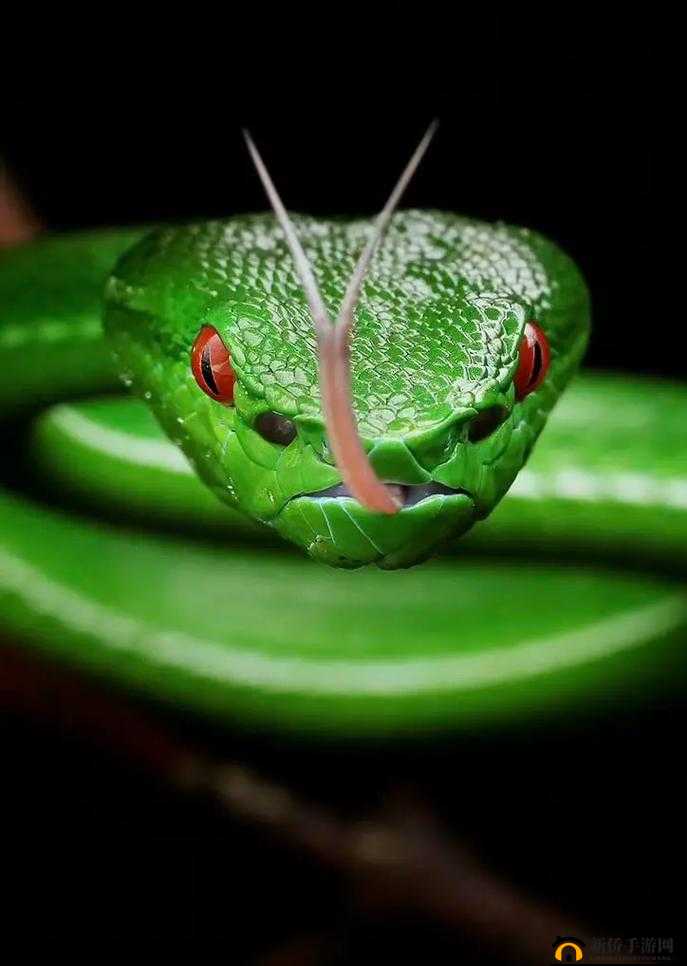 热带雨林之魅：丰富多彩的生物多样性及热带生物的独特之处