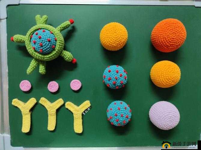 生物课教具实用选择探讨