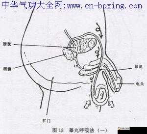 道家固精功法：交而不泄的训练方法详解