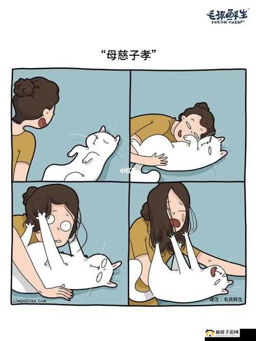 家猫的趣味日常全攻略 打造精彩完整漫画故事