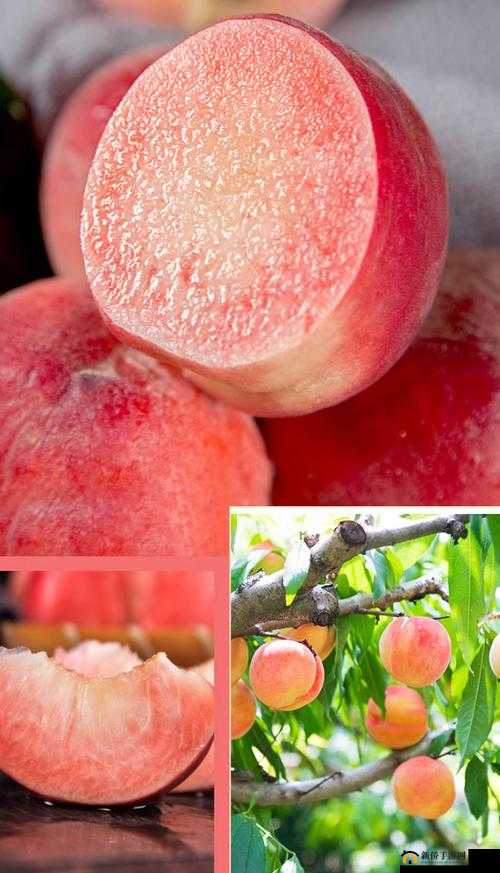 欧产日产国色天香水蜜桃：鲜美多汁的水果精品
