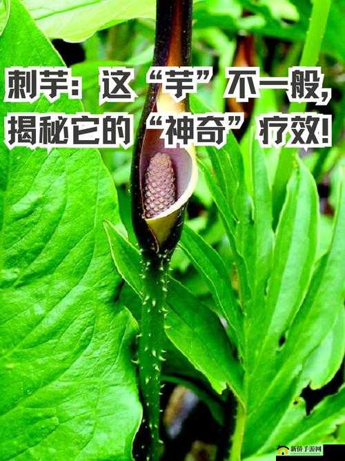 药效 1v2hpo 骨科文：骨科世界中的独特疗效
