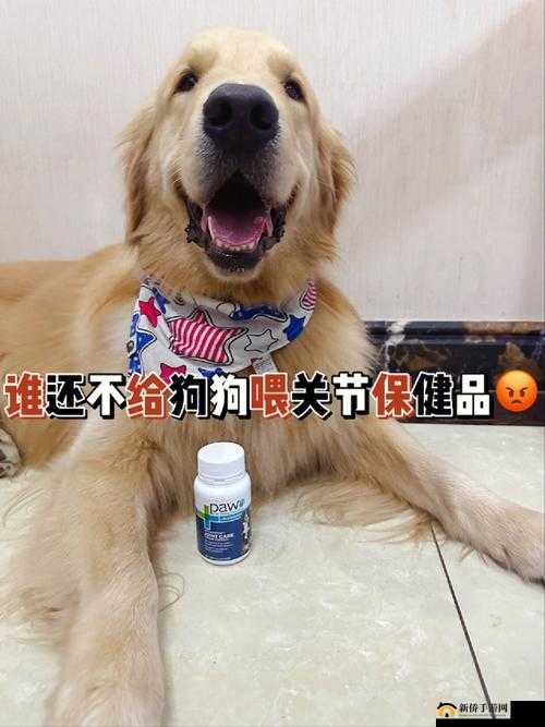 人狗胶配方大全免费：终极秘籍大公开