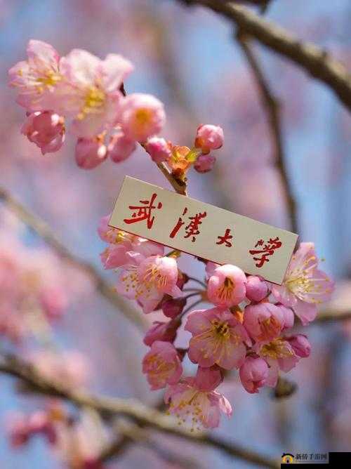樱花官网官方入门网站 2023：全新启航