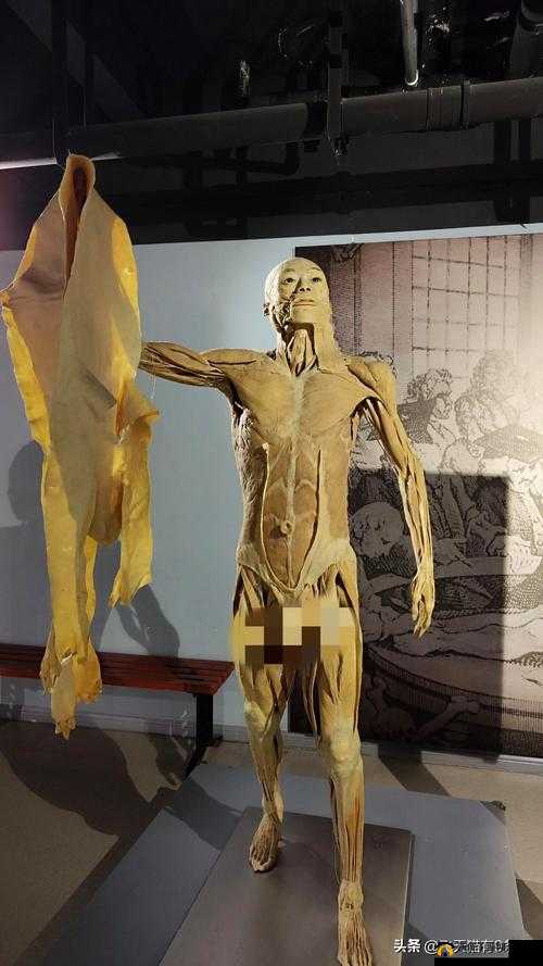 欧美大香蕉人体：探索未知的人体奥秘