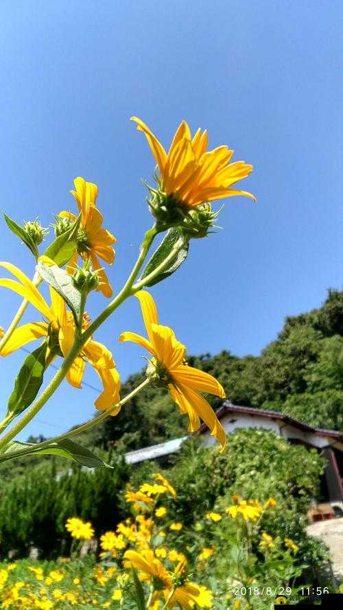 野花日本大全免费观看中文：精彩大片尽情畅享