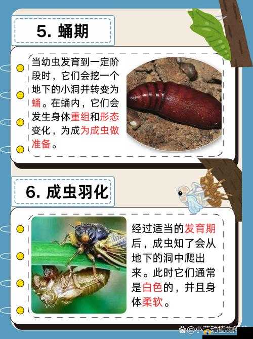 明日之后幼虫卵的神秘作用揭晓：未知潜力待发掘