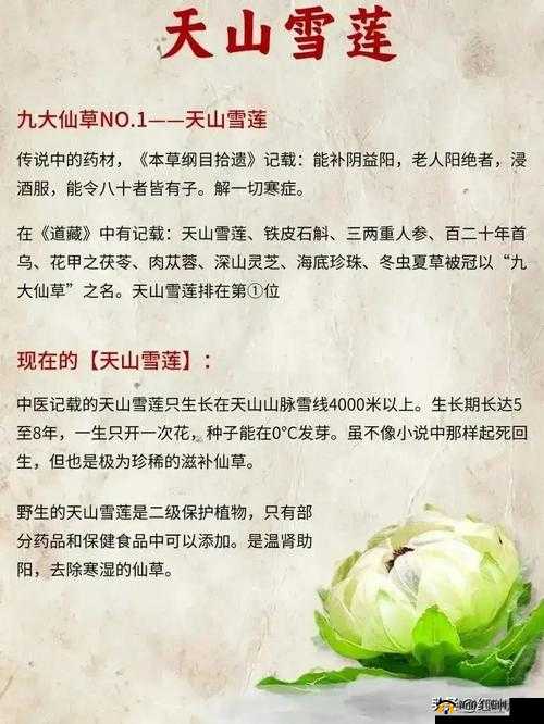 缺氧仙水掌的神奇功效与用途探究