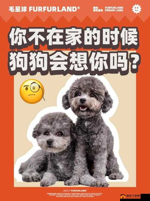 老公不在家狗狗的东西能要吗：这是个问题