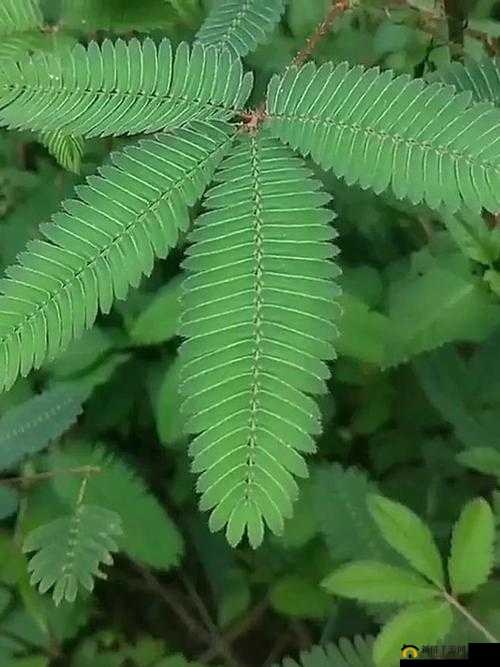 含羞草打扑克：痛并快乐着