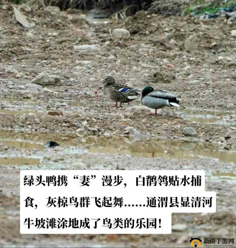 星绿头鸭之道：高效捕猎方法详解