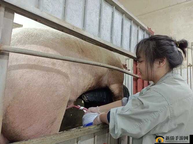 少妇与公猪交视频：震撼刺激的另类画面