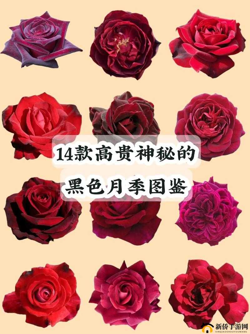 饥荒蜘蛛卵的神秘用途及图鉴详解：蜘蛛卵的实用价值与孵化指南