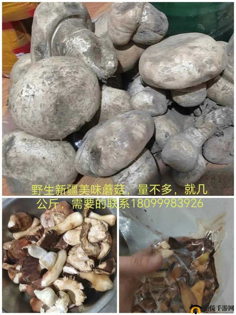 x9x9x9x9 任意槽 2024 进口蘑菇的独特魅力