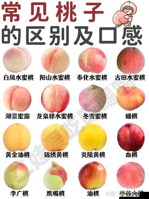 多汁水蜜桃：一场关于水果的奇妙之旅
