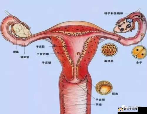 老熟妇们腚眼特写：揭秘女性私密部位的奥秘