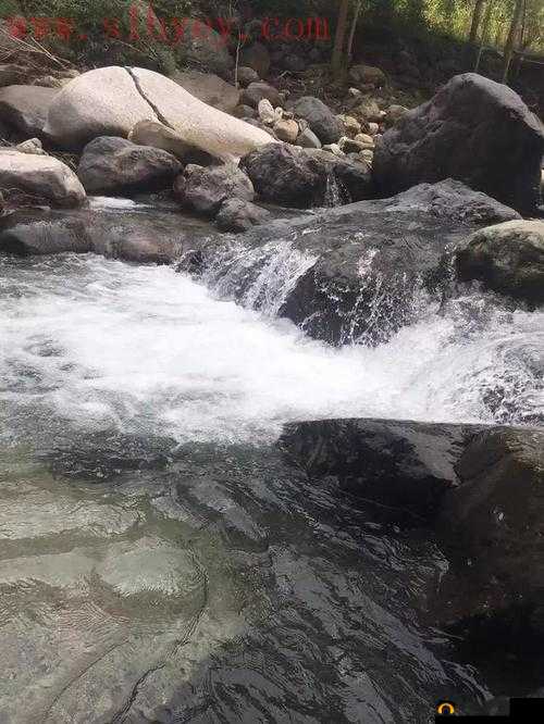 妈妈 8 仙踪林直接入口大豆行情网：探寻优质大豆的神秘世界