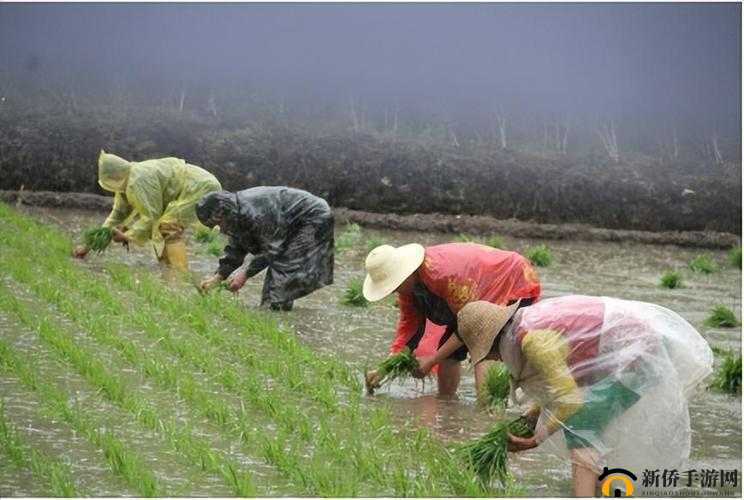 夫妻之间的 108 种插秧法：探索独特农耕技巧与情感交融