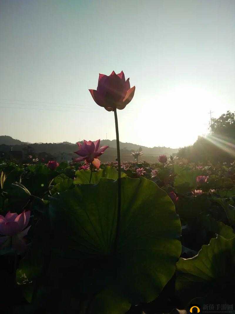 女性半夜莲花开放的治疗：探索神秘的生理现象