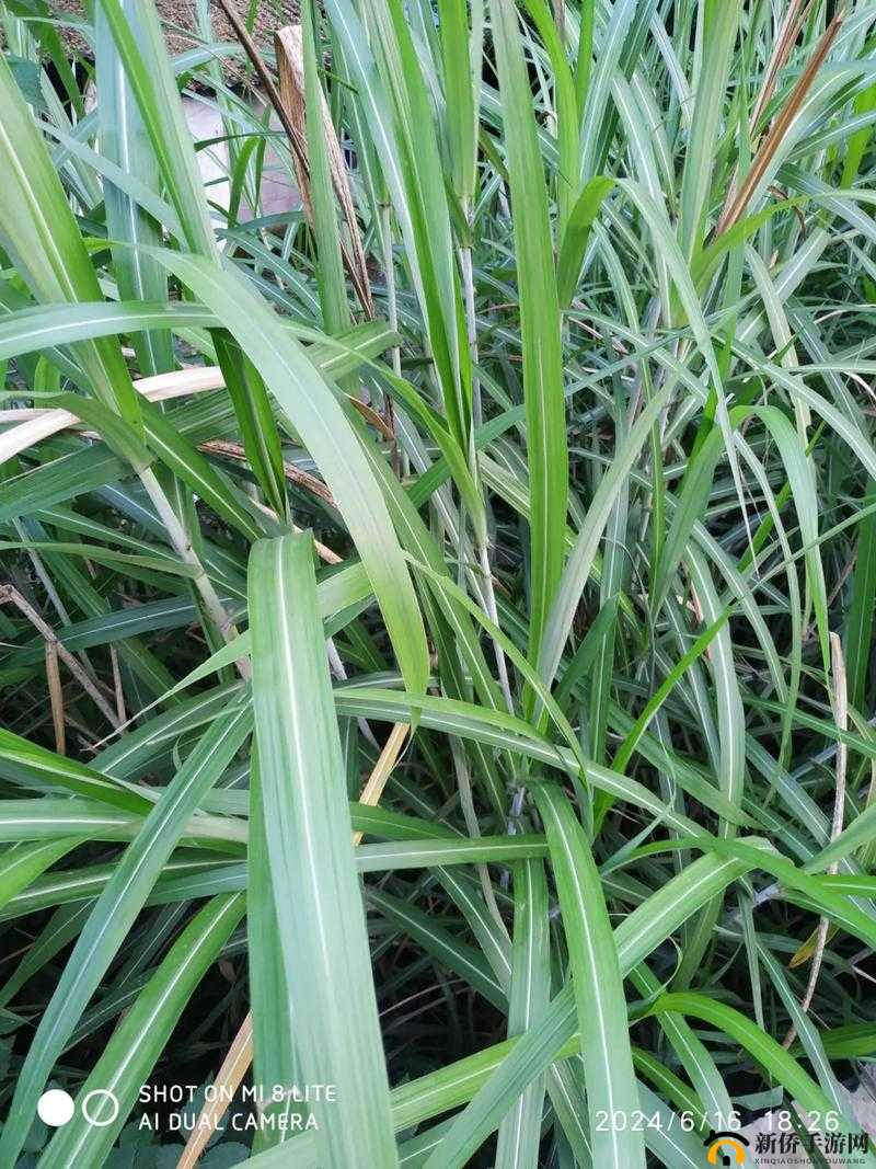 一杆大枪草一家三娘：探究植物界的奇妙现象
