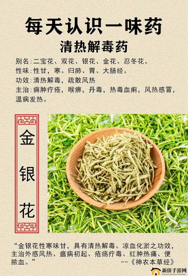 父承子液金银花：神奇植物的独特魅力与多种功效介绍