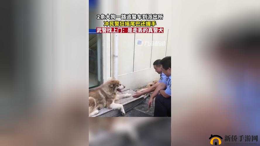 张警犬 9 分 10 秒头撞玻璃在线观看：震撼瞬间引发热议