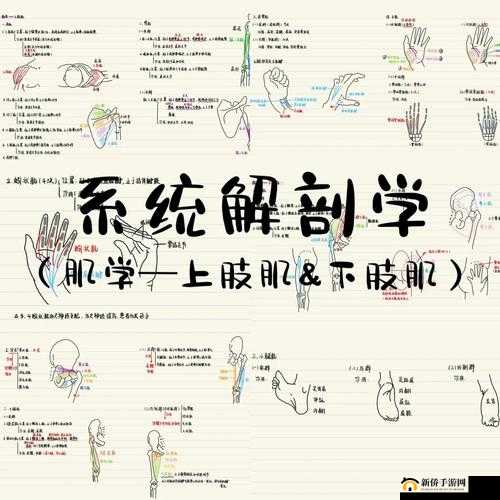 探讨肌肌插肌肌相关现象及背后的意义