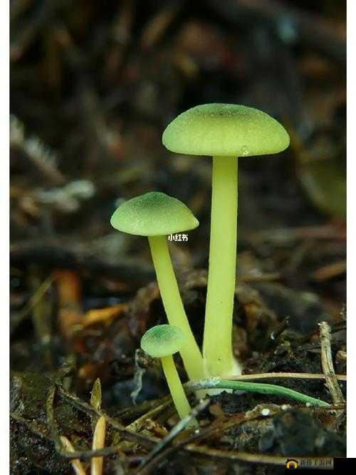 蘑菇官方网站下载入口安卓手机：安全可靠的应用下载平台