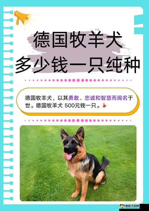 老公不在家狗狗的东西能要吗：关于这一问题的深入探讨