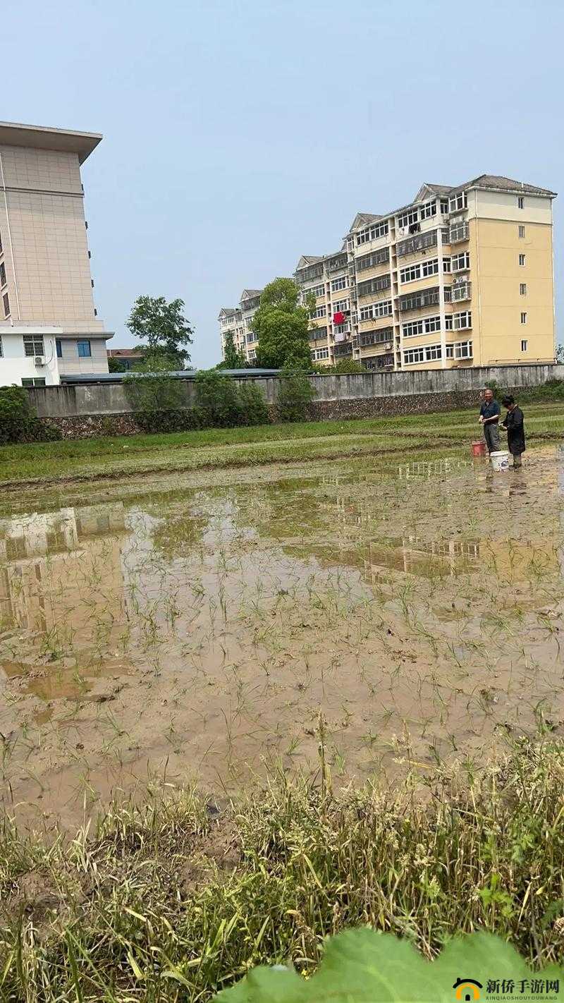 老公和老婆一起插秧什么意思啊：探究背后的深意与情感