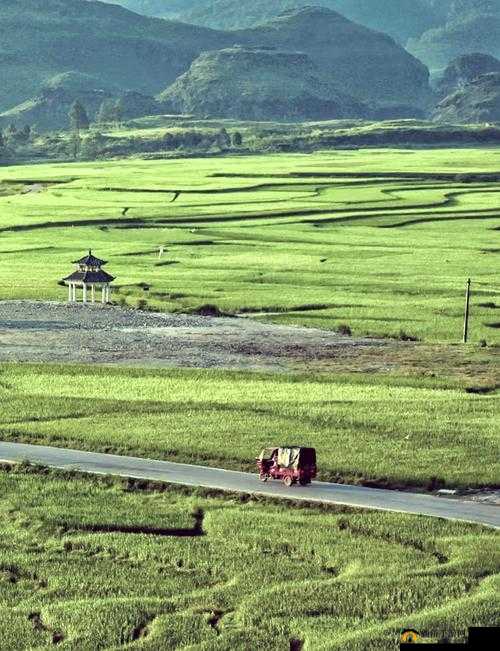 野花视频在线观看免费直播：邂逅自然之美，领略旷野风情