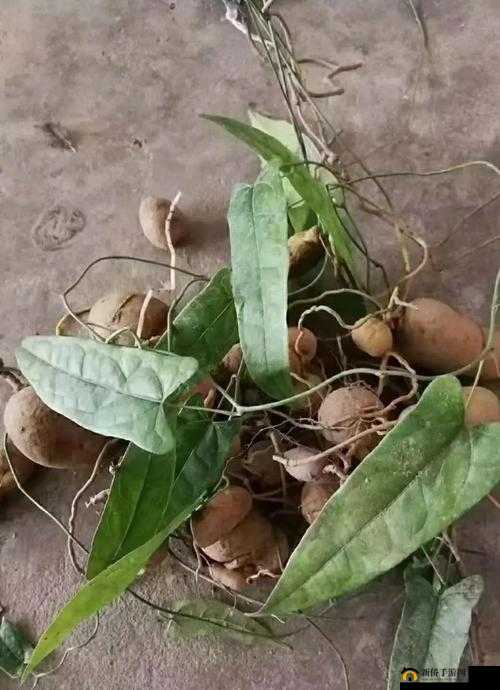 具有夜战十女不败功效草药的神奇奥秘及作用