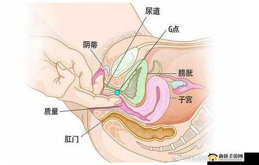 女性私密部位——荫蒂毛茸茸的独特魅力探讨