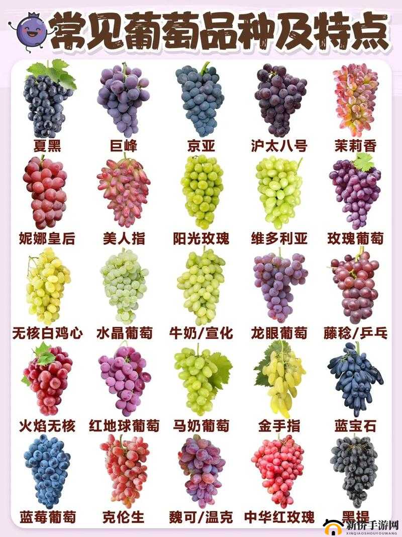 成熟的果实意大利：一个充满魅力与特色的国家
