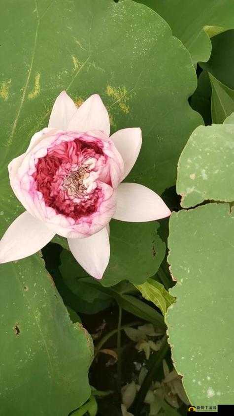 女性半夜莲花开放的治疗：探寻其背后的奥秘与应对策略